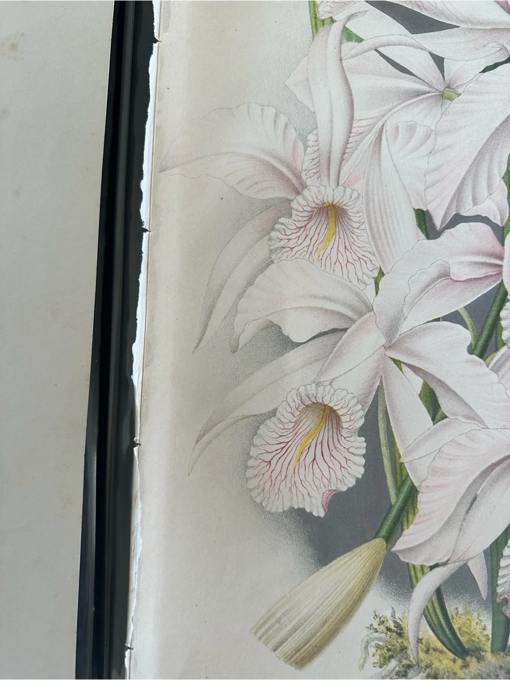 1885 Lindenia Pink Cattleya Orchid Illustration